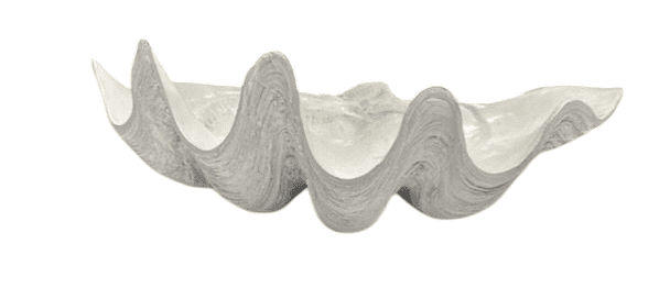 Large Clam Shell
